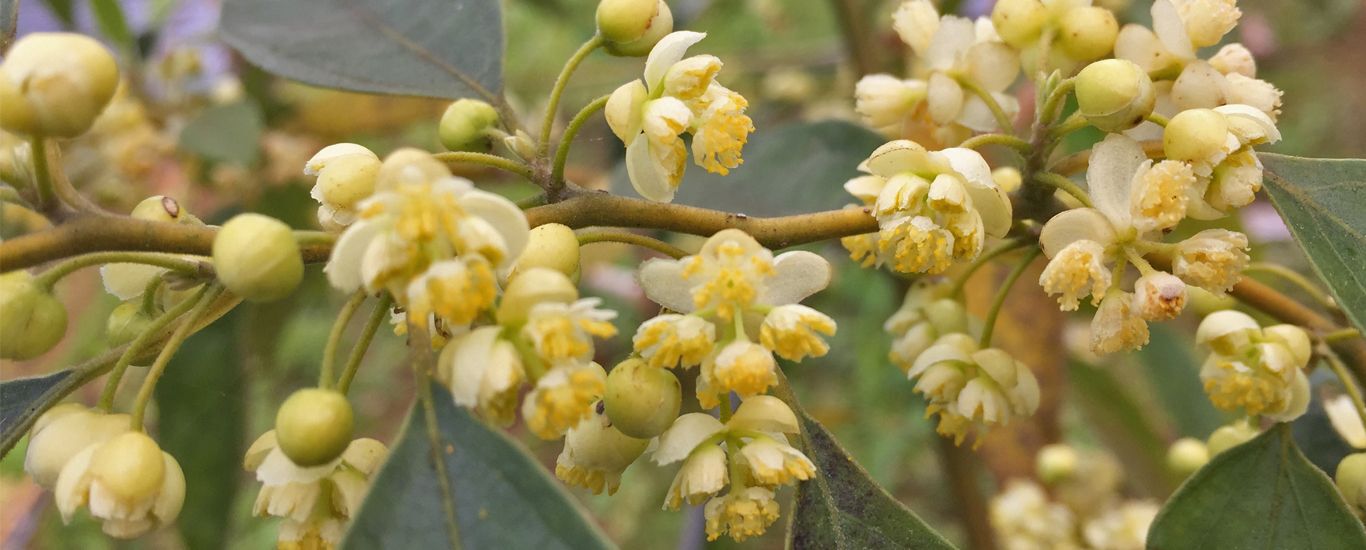 La Litsea Cubeba convence con su aroma cítrico